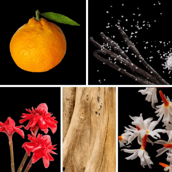 Duftnoten: Mandarine, gesalzene Vanille, Ingwerblüte, Sandelholz, Jasmin Duftnoten: Mandarine, gesalzene Vanille, Ingwerblüte, Sandelholz, Jasmin